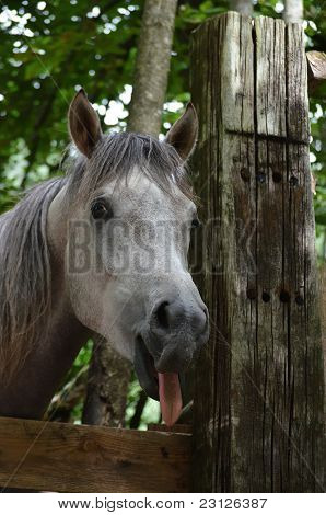 Jazyk zobrazení koně