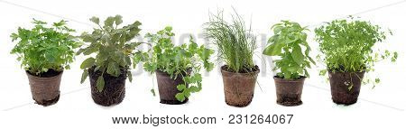 Aromatic Plants In Pot In Front Of White Background