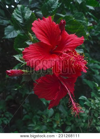 Two Red Hibiscus Flower Blossom In Garden. Hibiscus Rosasinensis Is National Flower Of Malaysia