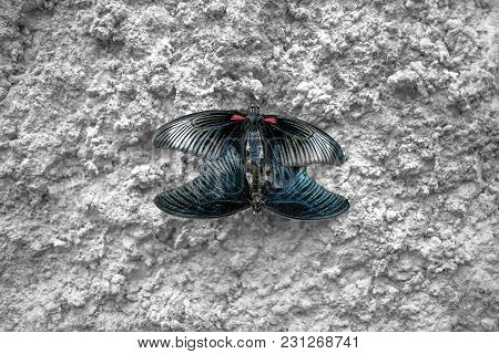 Mating Butterflies. Two Butterflies On Concrete Wall. Papilio Polytes. Mormon Butterfly
