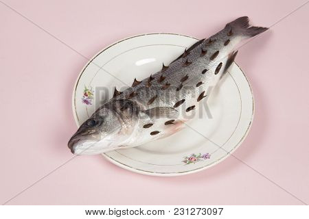 Fish Pink Plate Rosebush Thorns