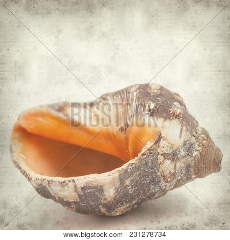 Textured Old Paper Background With Sea Snail Shell
