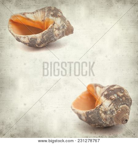 Textured Old Paper Background With Sea Snail Shell