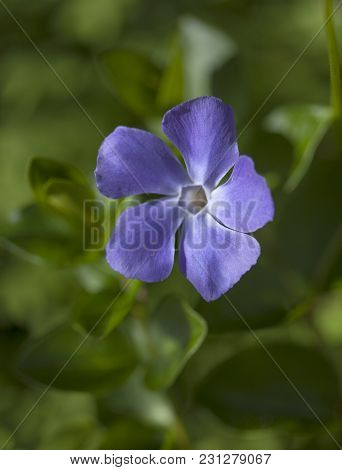 Naturalfloral Macro Background With Bigleaf Periwinkle Flower