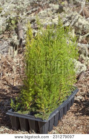 Reforestation On Gran Canaria - Small Plants Of Erica Arborea Prepared For Planting