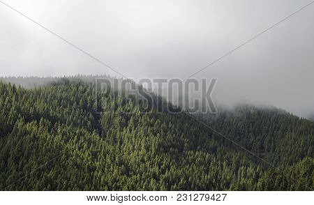 Canarian Pines In The Fog Natural Landscape Background