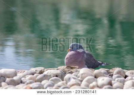 Zen Garden Serene Nature Image. Serene Bird By Ornamental Pond. Peace And Tranquility For A Lucky Pi