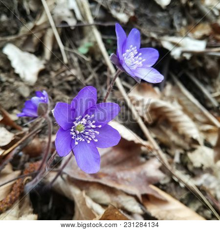 Hepatica Nobilis Flower, Known As Liverleaf Isolated On White