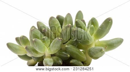 Small Succulent Plant