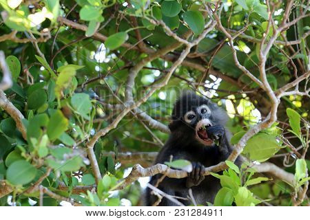 Little Leaf Monkeys Or Dusky Langur Eating Leaves In The Rain Forest , Thailand