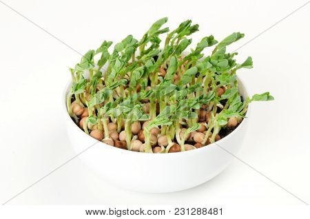 Snow Pea Microgreen In White Porcelain Bowl. Cotyledons Of Pisum Sativum Also Mangetout And Sugar Pe