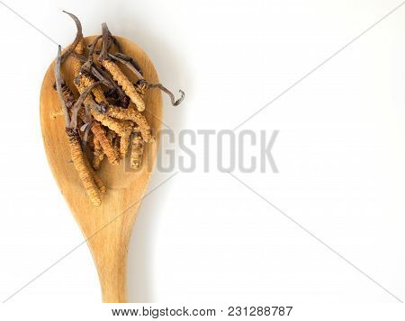 Group Of Ophiocordyceps Sinensis Or Mushroom Cordyceps This Is A Herbs Placed On Wooden Spoon On Whi