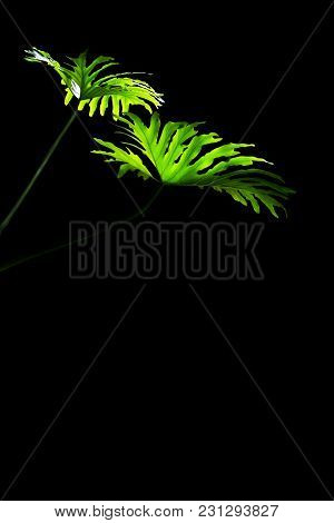 Green Monstera Leaves Split-leaf Philodendron (monstera Deliciosa) Isolated On Black.