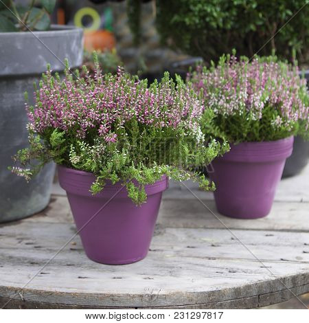 Pink Flower In Pot At The Wooden Table