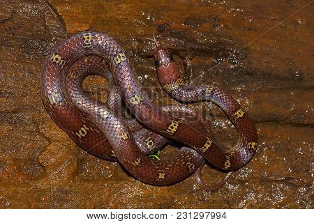 Common Wolf Snake Lycodon Aulicus , Khopoli, Maharashtra India