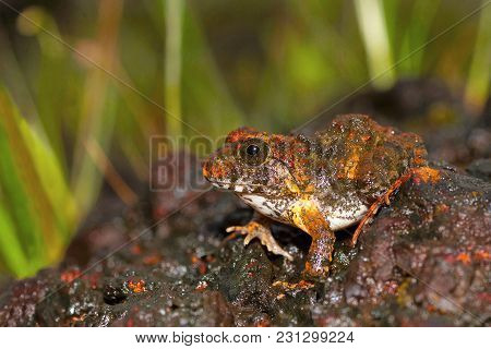 Reddish Burrowing Frog Zakerana Rufescens , Chorla Ghat, Maharashtra, India