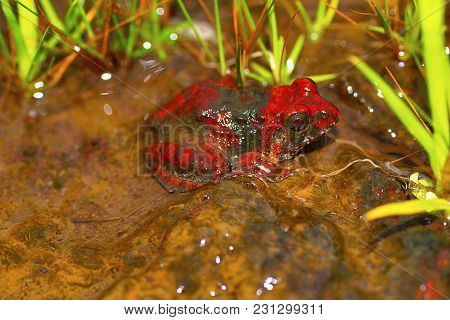 Reddish Burrowing Frog Zakerana Rufescens , Chorla Ghat, Maharashtra, India