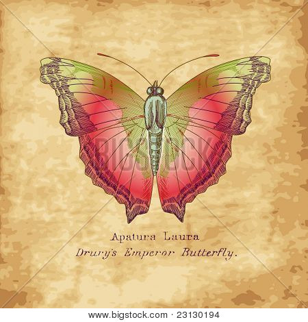 Hand gezeichneten Schmetterling im Vintage-Stil