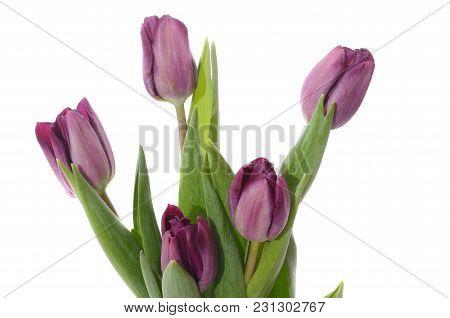 Set Of Five Different Color Tulips Isolated On White Background.