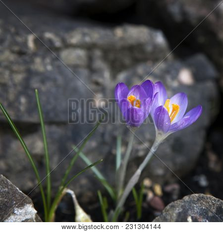 Purple Crocuses Crocus Sativus And Snow Drops, Just After A Rain Shower, Growing Wild In Spring In A