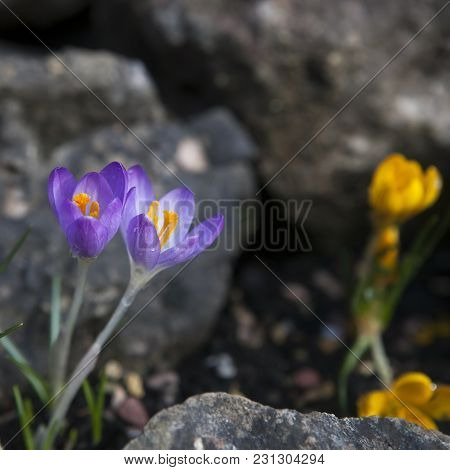 Purple Crocuses Crocus Sativus And Snow Drops, Just After A Rain Shower, Growing Wild In Spring In A