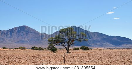 Namibian Landscape With A Big Tree With Nest Vachellia Erioloba, Mountains On Background. Africa