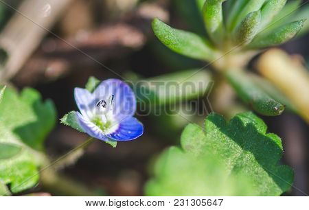 Close Up Of Stamen Of Little Blue Common Portulaca Oleraceae (portulaceae) Flower Blooming Or Blosso