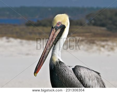 Brown Pelican - Pelecanus Occidentalis - Closeup Of Single Bird Resting Near Beach