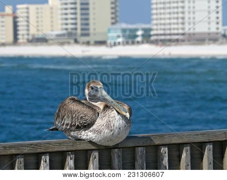 Brown Pelican - Pelecanus Occidentalis - Closeup Of Single Bird Resting On Railing With Water Beach 