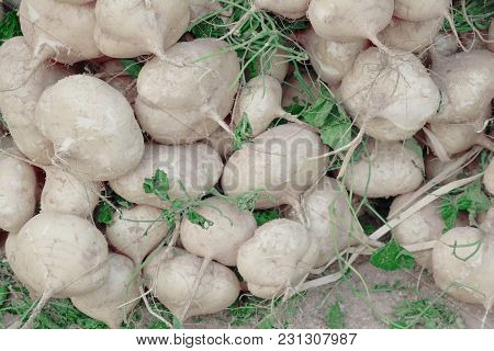 Stack Of  Fresh Pachyrhizus Erosus Urbar From Farm For Sale