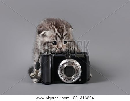 Small Scottish Fold Kitten With Camera On  A Grey Background