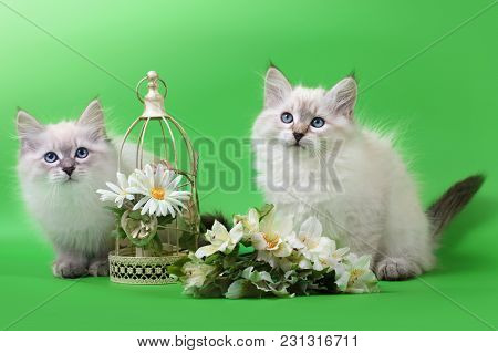 Small Siberian Neva Masquarade Colorpoint Kitten