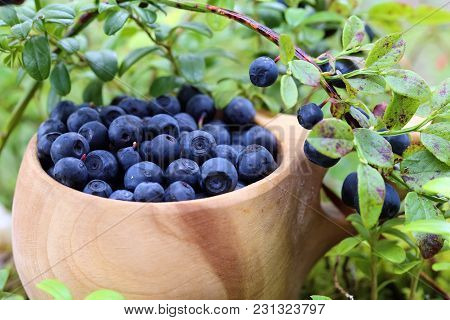 Blueberry Is A Summery Healthy Natural Bush