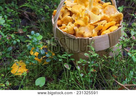 Chanterelle Is Delicious And Healthy Raw Material For Food