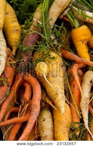 Colorful carrots