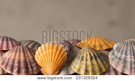 Sea Shells For Background, Deorations And Design