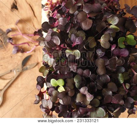 Red Radish Sprouts In A Wooden Box On A Ktichen Table