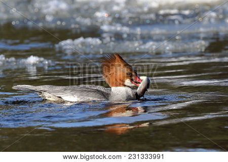 Common Merganser Is Eating Lamprey In The River