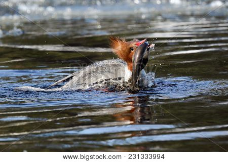 Common Merganser Is Eating Lamprey In The River