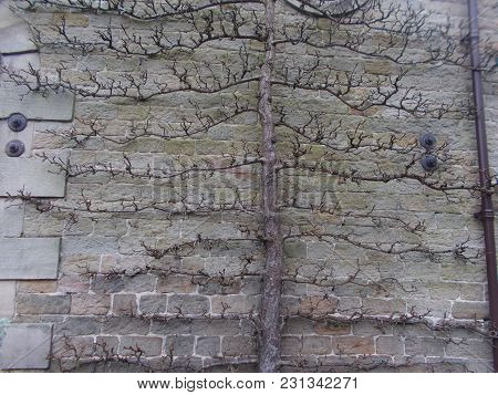 Pyrus Beurre Hardy Pear Tree Grown Up A Wall For The Best Sheltered But Sunny Spot