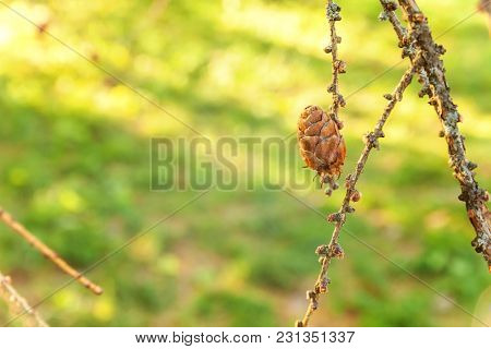 Beautiful Larch Cones And Branch Twig With Green Background. Closeup Of Opening Bud Of European Larc