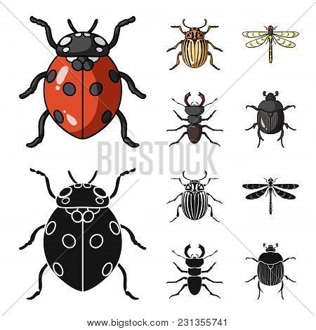 Insect, Bug, Beetle, Paw .insects Set Collection Icons In Cartoon, Black Style Vector Symbol Stock I