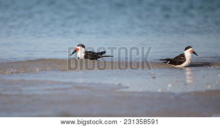 Flock Of Black Skimmer Terns Rynchops Niger On The Beach At Clam Pass