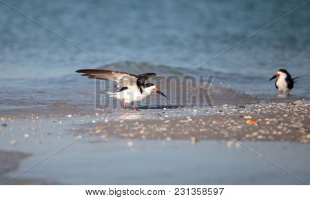 Flock Of Black Skimmer Terns Rynchops Niger On The Beach At Clam Pass