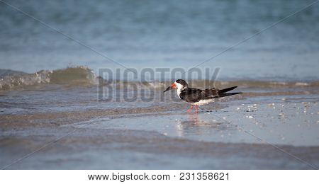 Flock Of Black Skimmer Terns Rynchops Niger On The Beach At Clam Pass