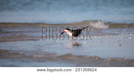 Flock Of Black Skimmer Terns Rynchops Niger On The Beach At Clam Pass