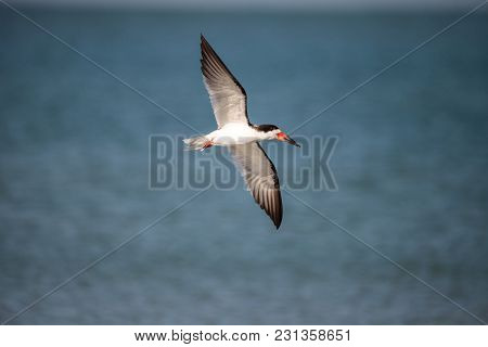 Flock Of Black Skimmer Terns Rynchops Niger On The Beach At Clam Pass