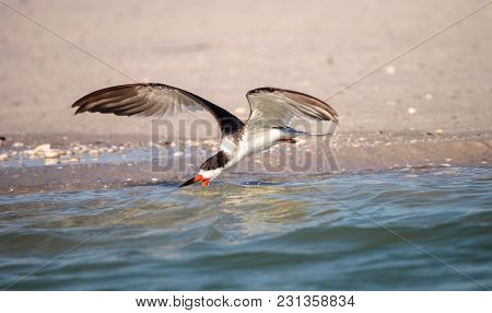 Flock Of Black Skimmer Terns Rynchops Niger On The Beach At Clam Pass