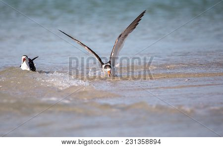 Flock Of Black Skimmer Terns Rynchops Niger On The Beach At Clam Pass