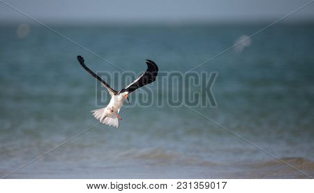 Flock Of Black Skimmer Terns Rynchops Niger On The Beach At Clam Pass